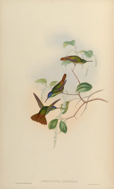 Chrysuronia josephinae = Chrysuronia oenone josephinae von John Gould